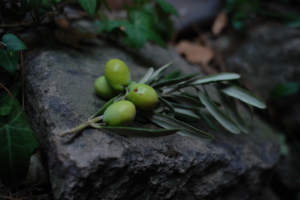 Quels sont les benefices de la cuisine a l’huile d’olive ?